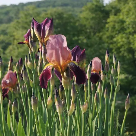 Lägenhet 3,5 Z-wohnung, 2 Schlafzimmer Fuer 4 Personen, 30 Min Zuerich -galileo *